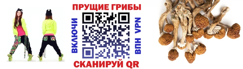 где найти   Разумное  Галлюциногенные грибы прущие грибы 